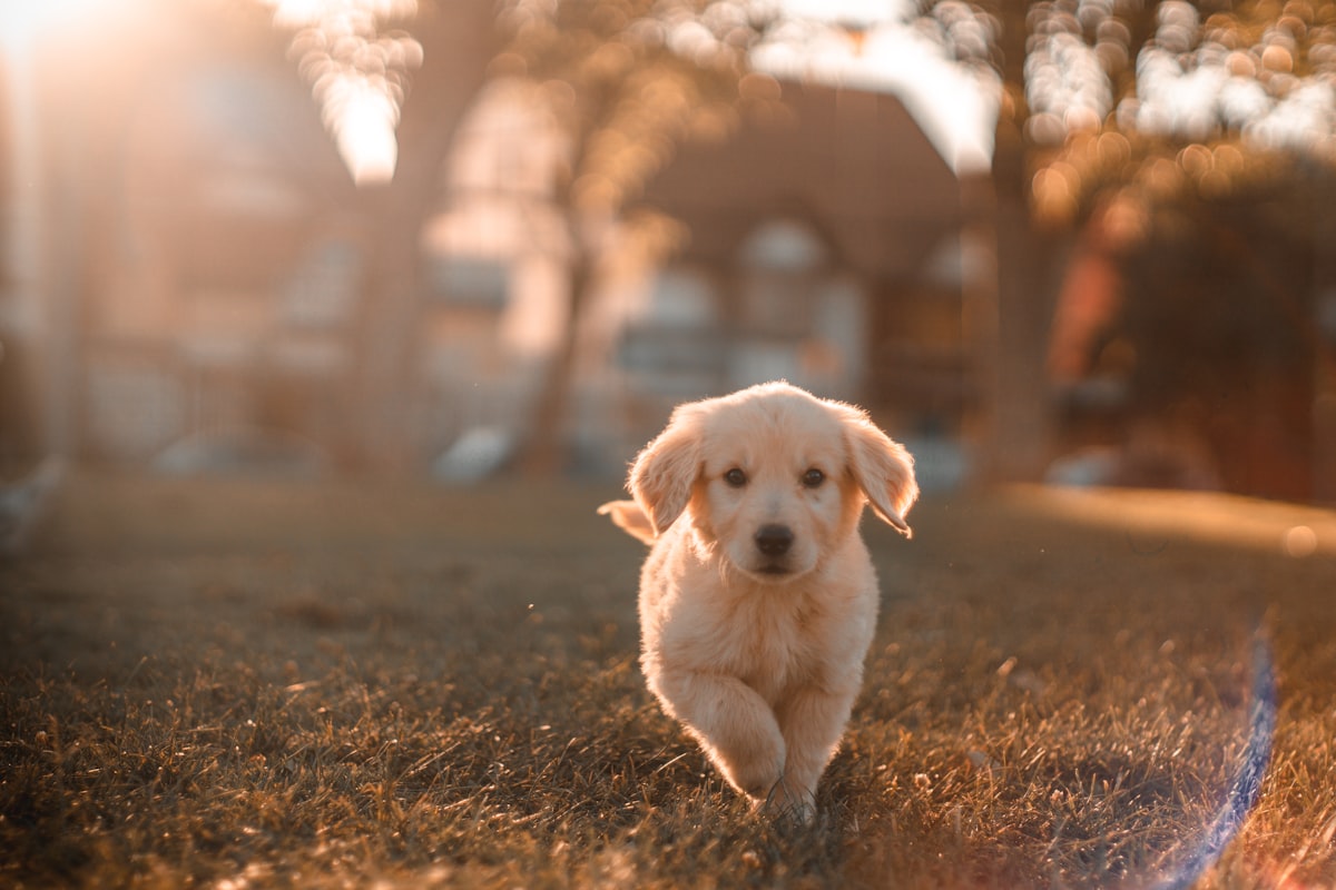 Labradoodle running in grass