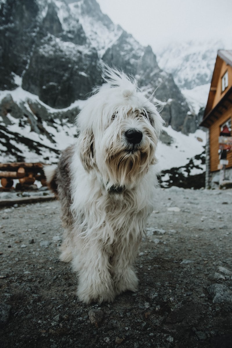 Fleece Coat Labradoodle