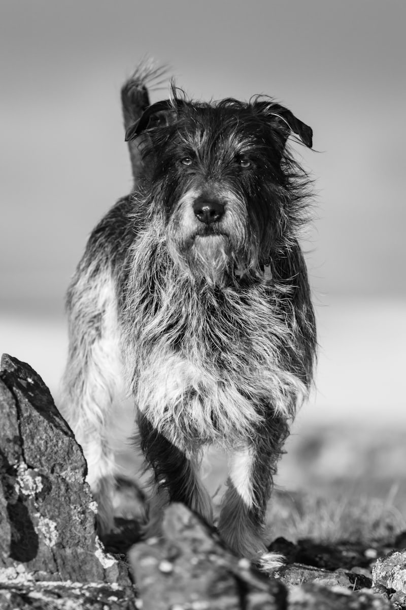 Hair Coat Labradoodle